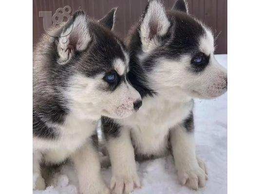 Πωλούνται αξιολάτρευτα κουτάβια Husky Siberian